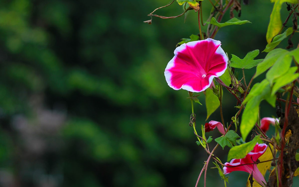 农村快速生长野草种子,四季耐寒野草种子
