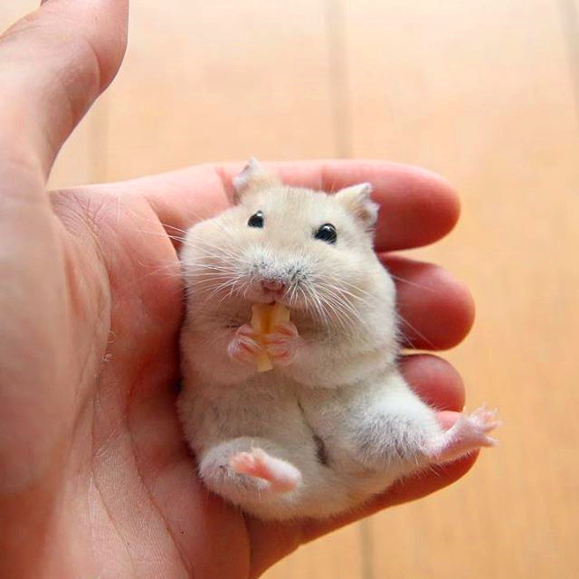 仓鼠躺手的时候要翻身怎么办,仓鼠躺手只啃木棍