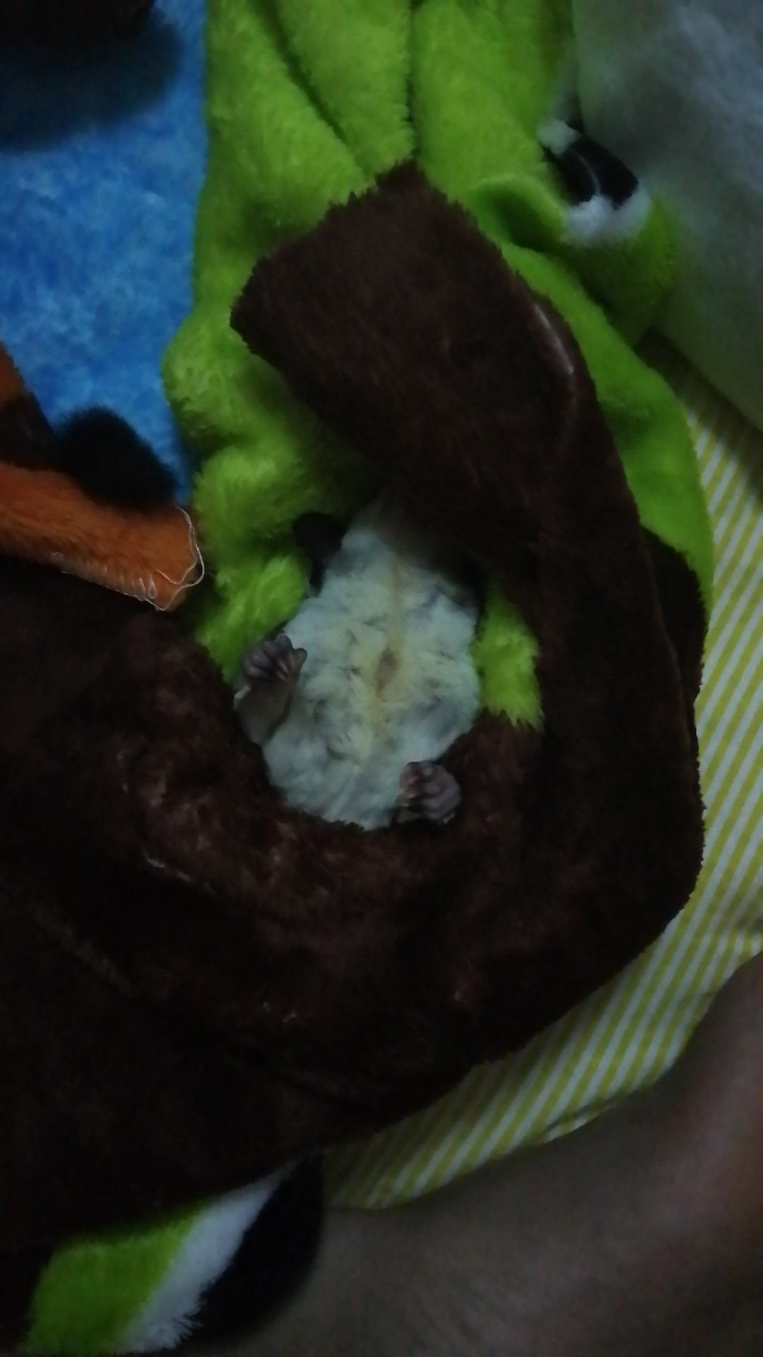 小蜜怎样判断生病,小蜜鼠生病了有哪些症状