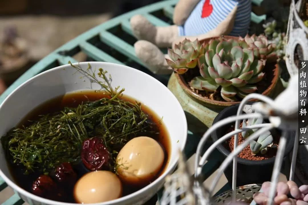 推开多肉世界的门，原来你与美食来自同一国度！