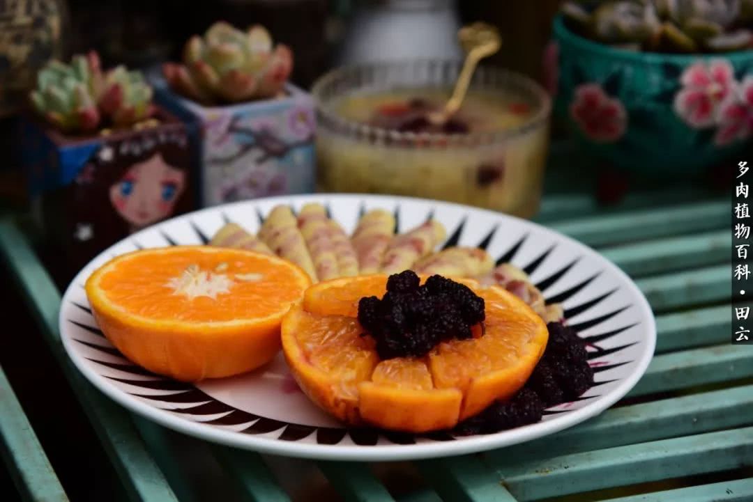 推开多肉世界的门，原来你与美食来自同一国度！