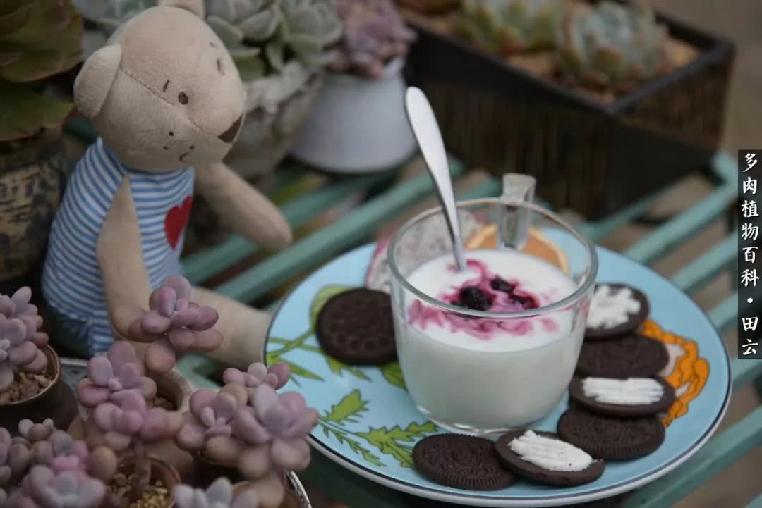 推开多肉世界的门，原来你与美食来自同一国度！