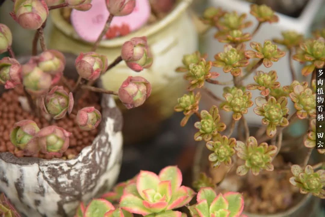 推开多肉世界的门，原来你与美食来自同一国度！