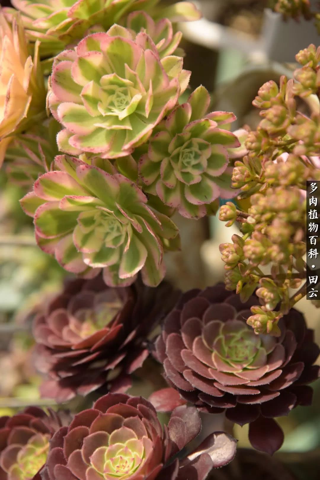 推开多肉世界的门，原来你与美食来自同一国度！