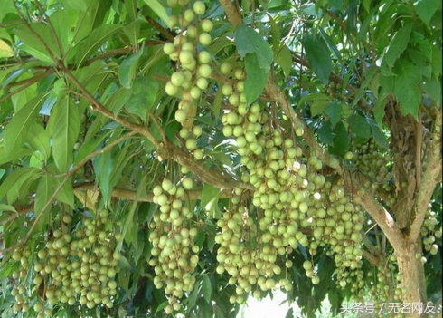 野生的果子，有止咳平喘、解毒止痒的功效，30元一斤的稀罕货