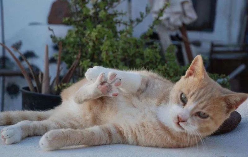 希腊生活真实感悟,希腊生活真实感受