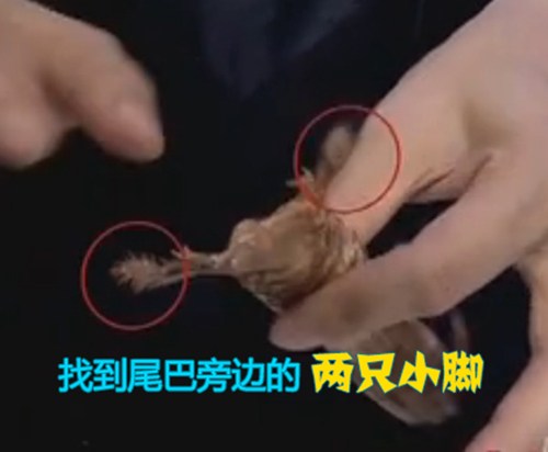 如何快速剥离皮皮虾,剥离皮皮虾肉