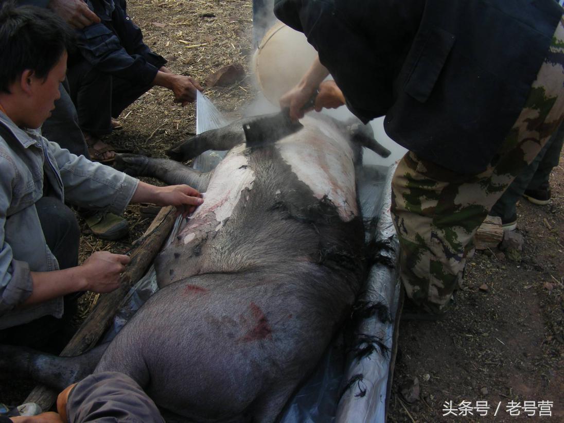 东北杀猪菜冬季盛宴驱寒又美味,东北杀猪菜看完就想过年了