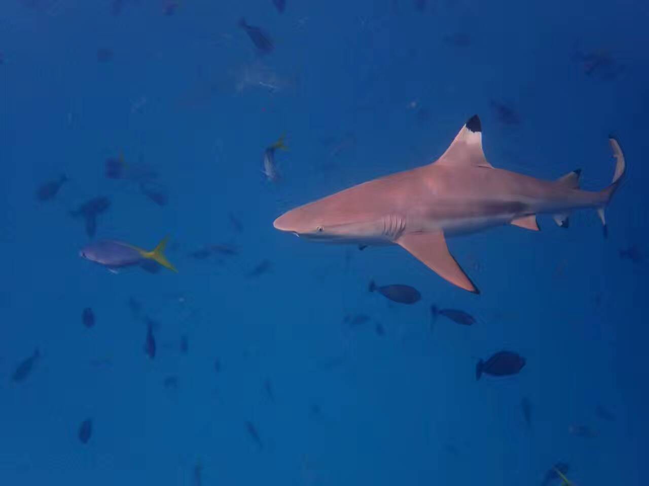 还在纠结要不要去海岛国家｜这个海岛完爆的魅力！