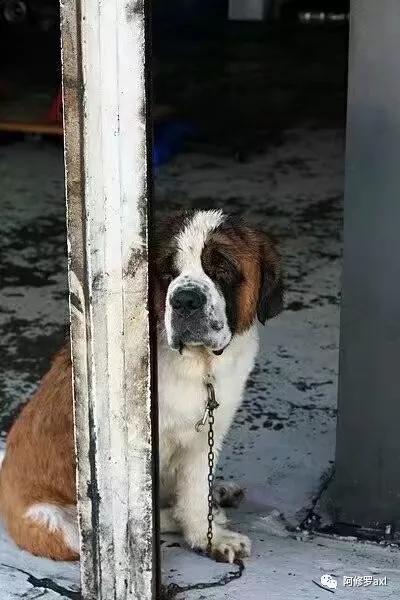 老狗老死一般多少小时死亡,老狗死了小孩哭的伤心欲绝