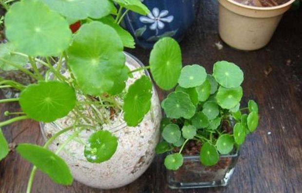 土植的铜钱草烂根了一招解决,铜钱草烂根后如何水培