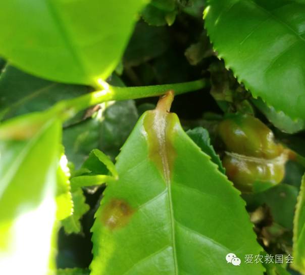 茶饼病害图片及治疗方法,茶饼病害特效药