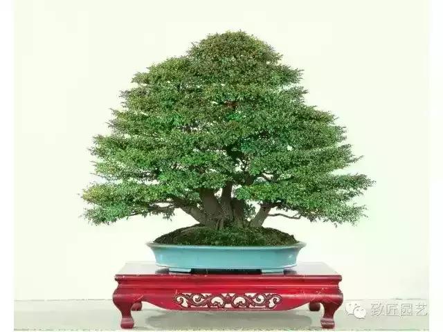 小叶檀盆景价格,小叶檀造型盆景