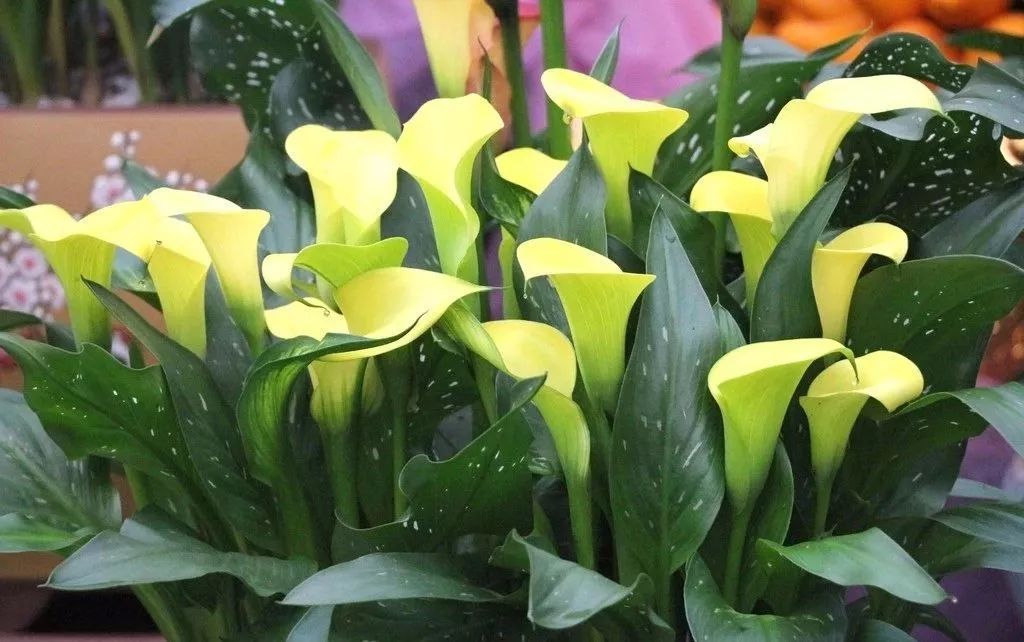 珍稀马蹄莲,如何让马蹄莲一年四季都活着