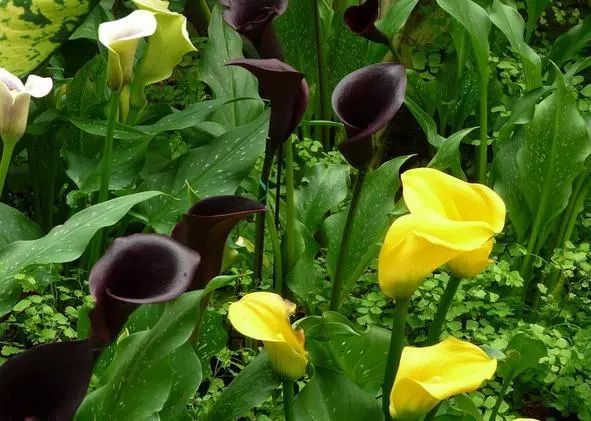 珍稀马蹄莲,如何让马蹄莲一年四季都活着