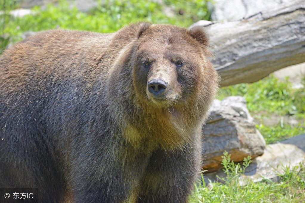 中国股市退市现状,股民全部抛售退市销户后果