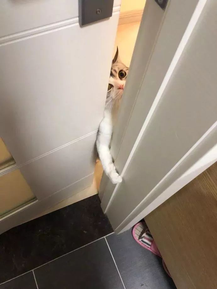 猫咪偷睡在主人床边的原因,猫咪为何喜欢偷嘴