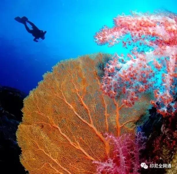 去印尼可以带什么吃的,在印尼买什么特产带回国最便宜