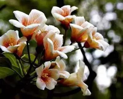 鲜花的100种花语,全部花草的花语