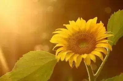 100种象征着爱情的花的花语,满天星花有几种颜色对应的花语