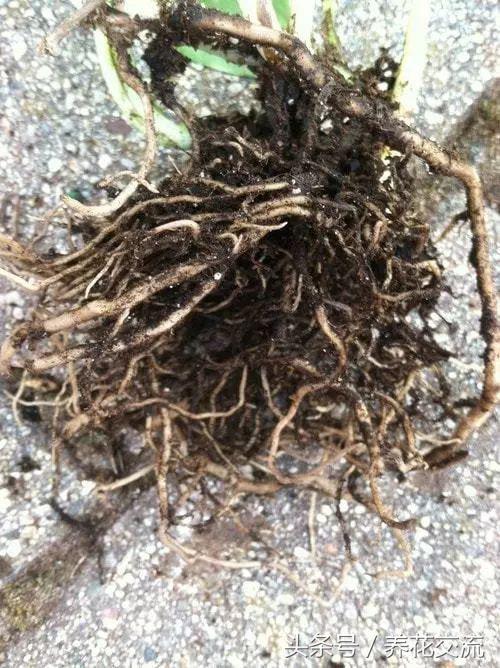 绿萝叶子发黄用维生素b12可以吗,绿萝营养液放多叶子发黄怎么补救