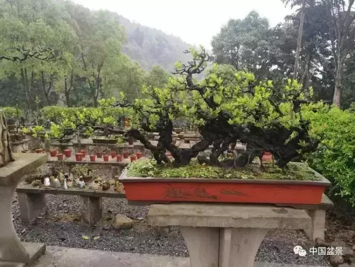 左世新金弹子盆景直播,左世新根艺金弹子