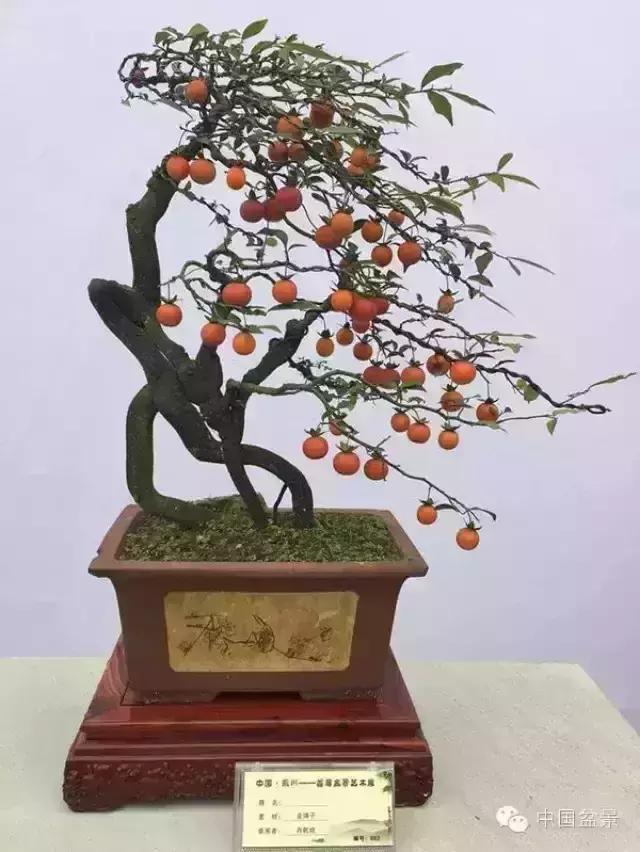 左世新金弹子盆景直播,左世新根艺金弹子