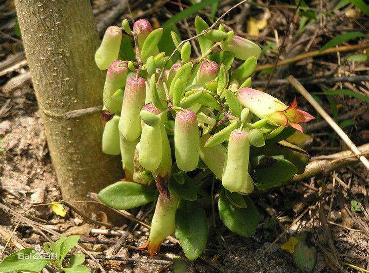 落地生根不死鸟窄叶,落地生根花不死鸟