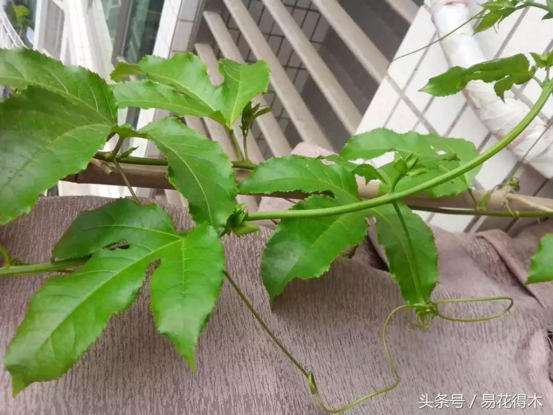 百香果栽培的最佳温度,百香果苗栽培多久能结果