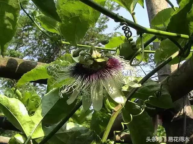 百香果栽培的最佳温度,百香果苗栽培多久能结果