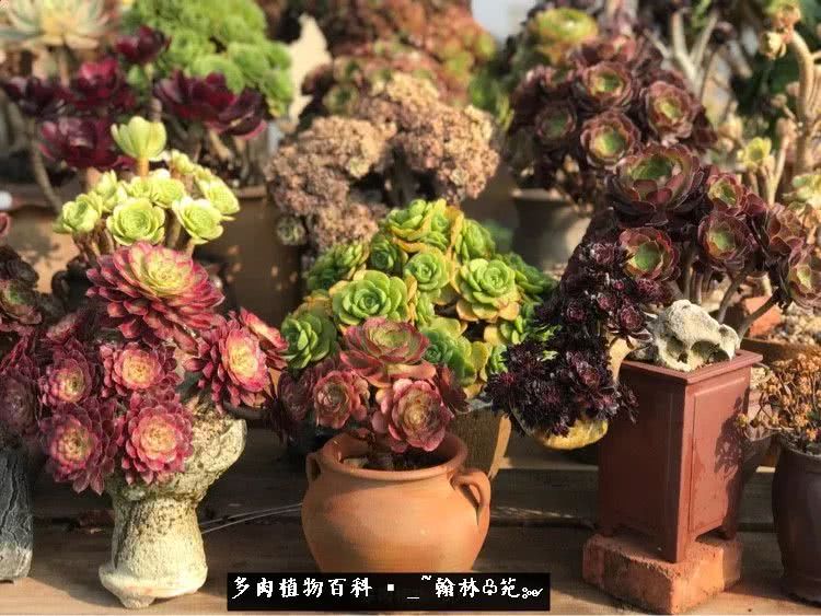 又一场法师视觉盛宴欣赏：翰林苑的昆明多肉花园！