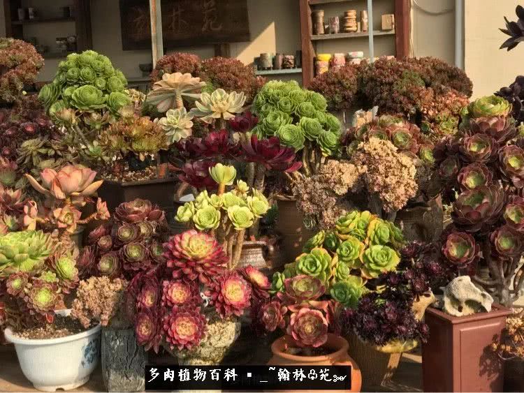 昆明精品多肉花园,昆明最好看的多肉花园