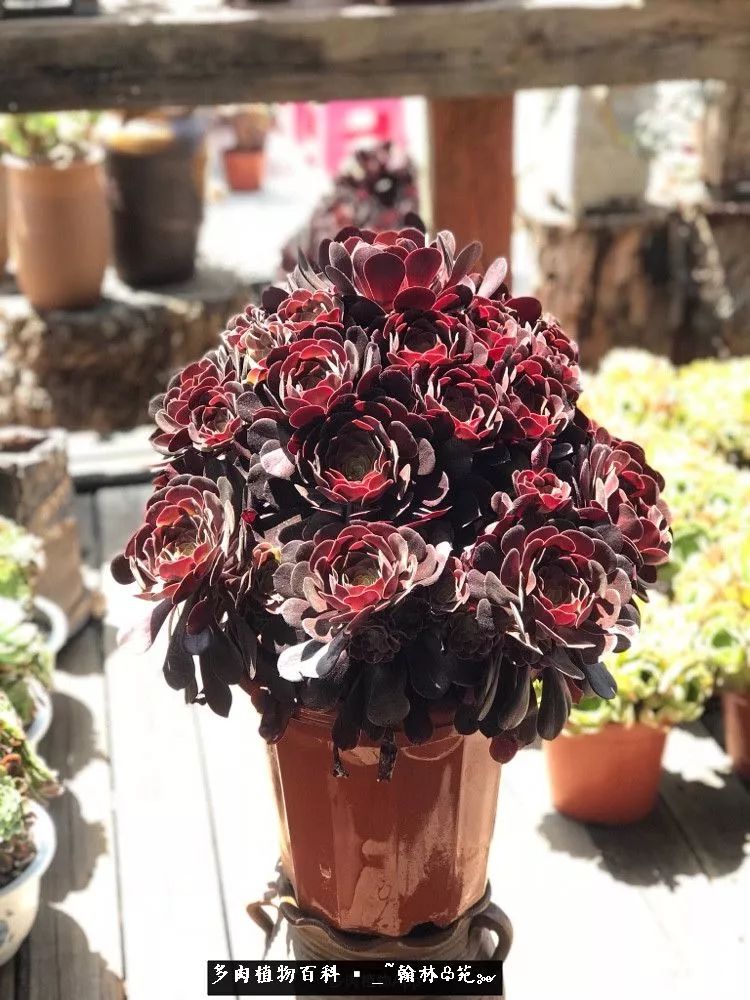 昆明精品多肉花园,昆明最好看的多肉花园