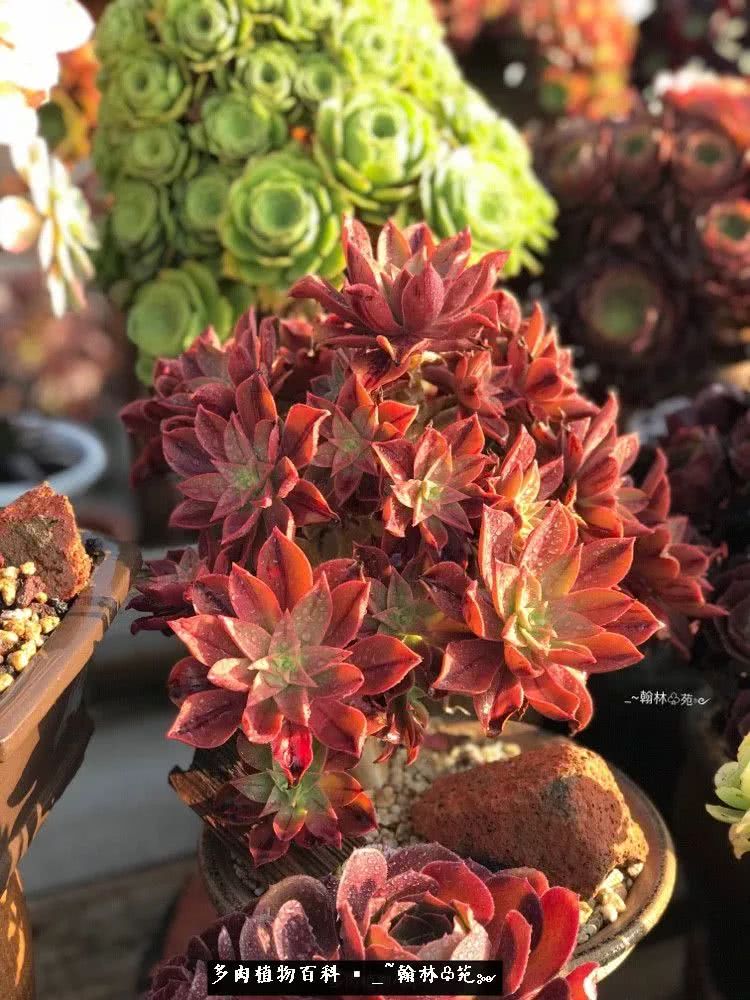 又一场法师视觉盛宴欣赏：翰林苑的昆明多肉花园！