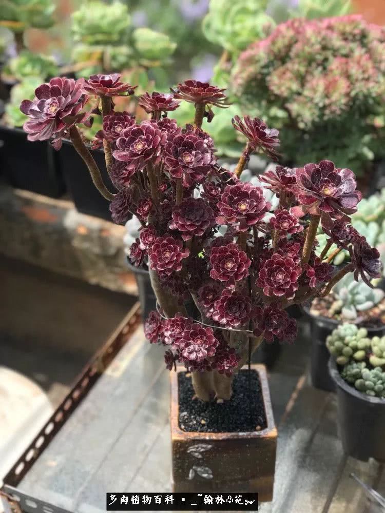 昆明精品多肉花园,昆明最好看的多肉花园