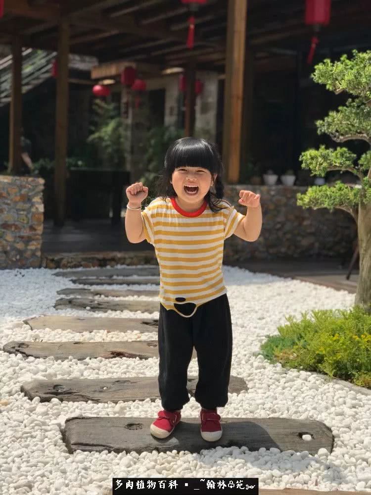 昆明精品多肉花园,昆明最好看的多肉花园