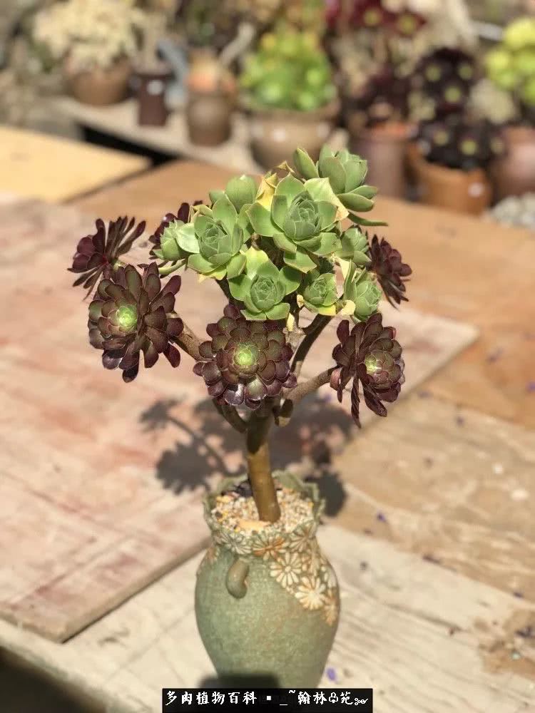 昆明精品多肉花园,昆明最好看的多肉花园