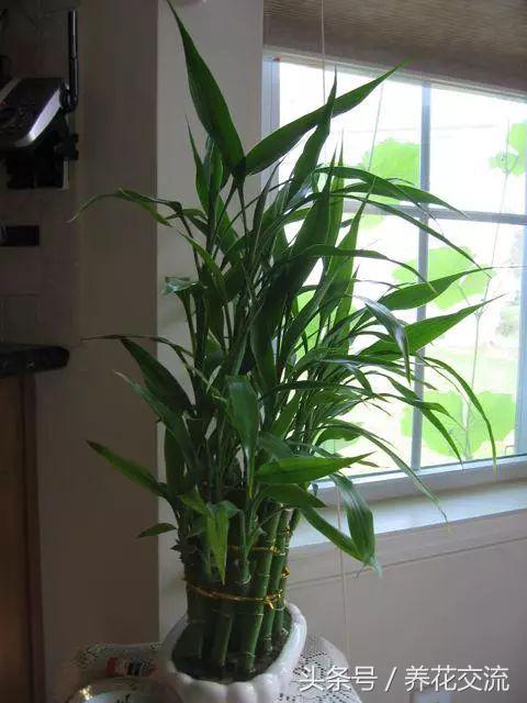 客厅室内净化空气最佳植物,室内净化空气的植物有哪些