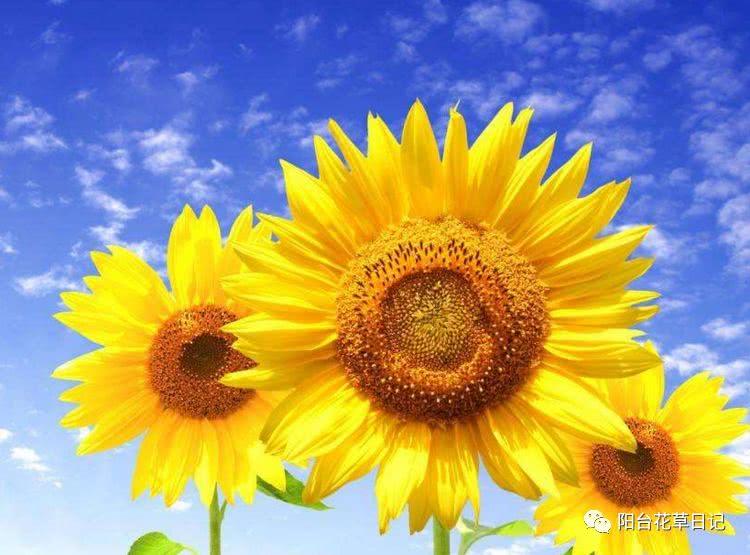 世界上最具代表5种国花,各国国花有哪些特点