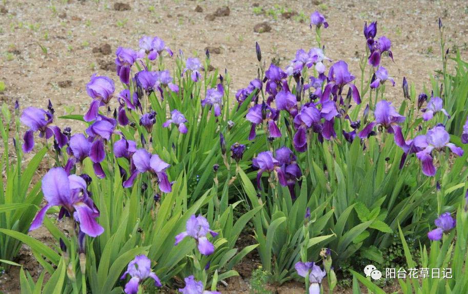 世界上最具代表5种国花,各国国花有哪些特点