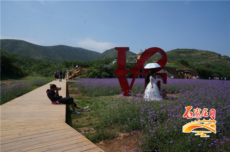 石家庄花田原乡小镇多彩花海,鹿泉花海拍摄地点