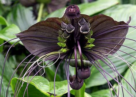 依米花是传说,还是真实存在?有图为证美到着迷!