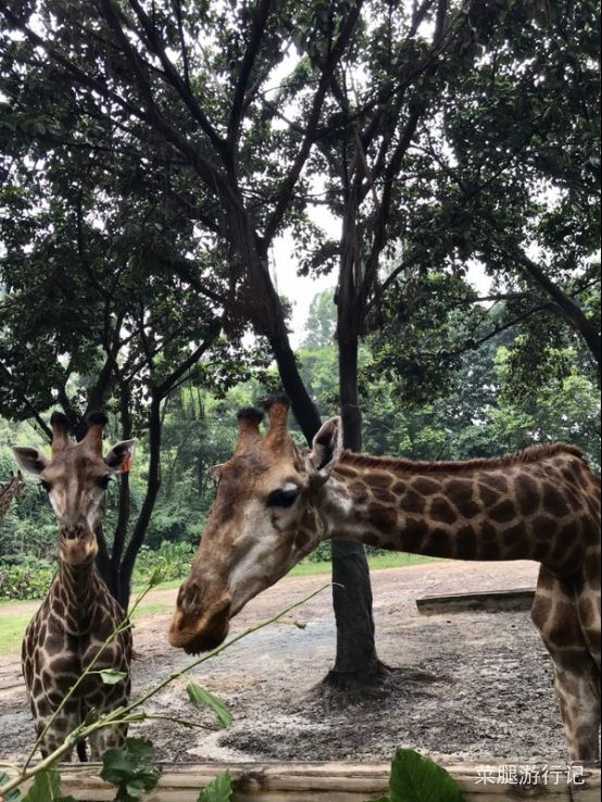 广州长隆野生动物园地址,广州长隆野生动物园打卡文案