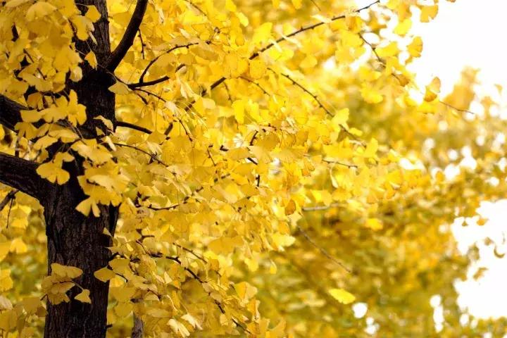 双流人公认的12大美女，一个比一个惊艳，简直是人间极品！