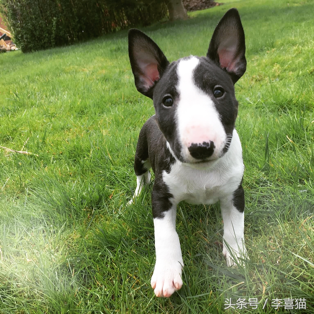 牛头梗的杀伤力有多强,牛头梗的攻击性有多强