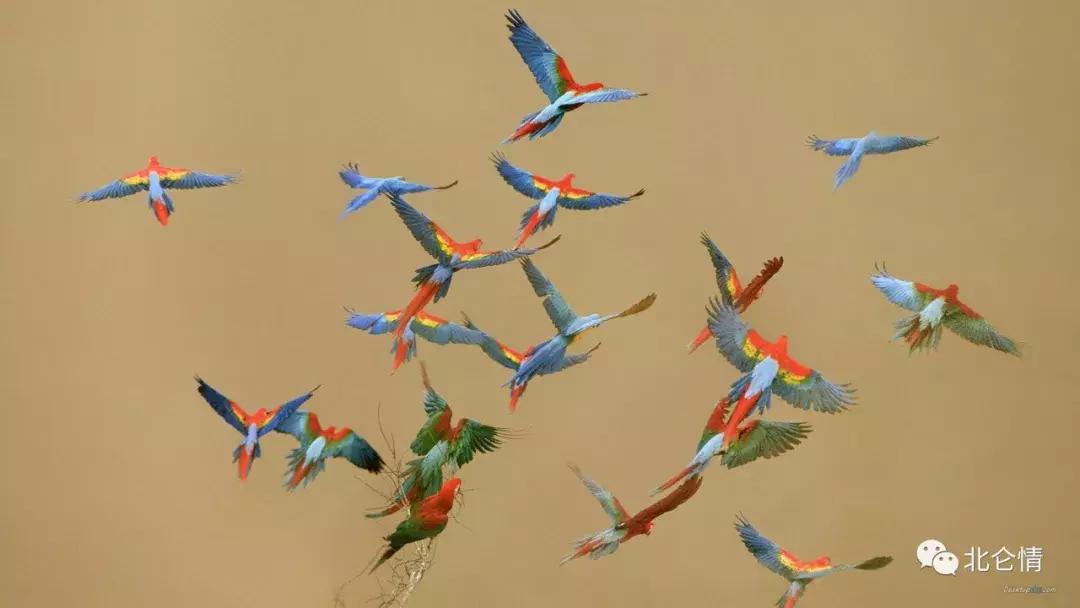 巧言善辩的视频,智商第一名的金刚鹦鹉是什么