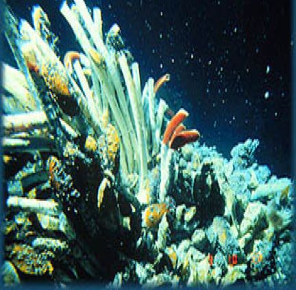 你好Uzi，我来自地下的虚空