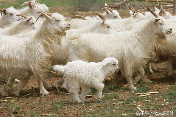 鄂尔多斯高端羊绒衫原创,探索内蒙古草原之旅