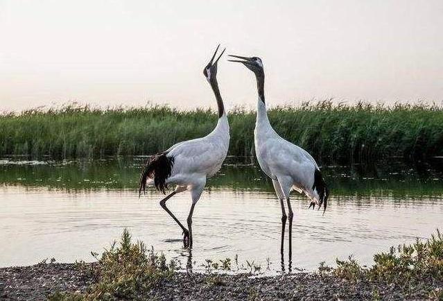 做梦梦到未来的事代表什么,周公解梦梦到自己有牢狱之灾