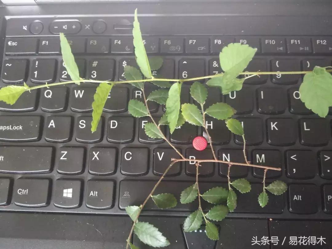 怎么区分榆树和榉树,怎么分辨榆叶梅和碧桃